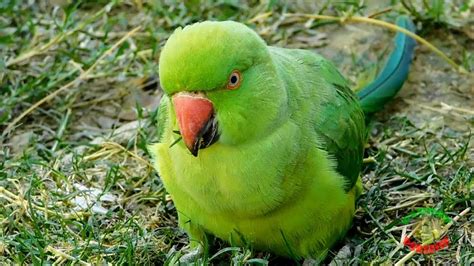 Sex Indian Ringneck Parrot – Telegraph