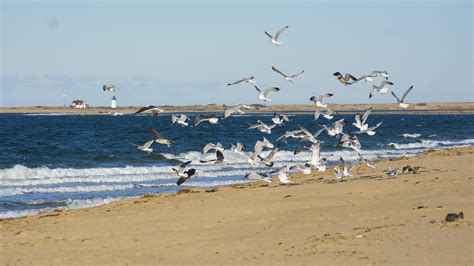 Herring Cove Beach | , USA | Sights - Lonely Planet