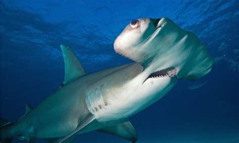 What Type of Hammerhead Shark Is the Most Vicious? - A-Z Animals