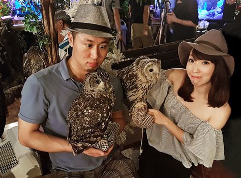 What it is like to become friends with Owls in Tokyo {Japan Travel ...