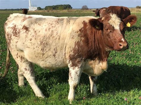 Shorthorn Cattle Info, Size, Lifespan, Uses, and Pictures