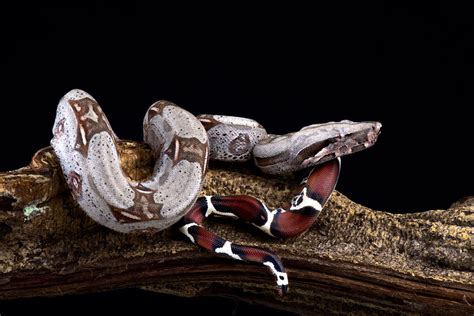 How big is a Boa Constrictor? – BALL PYTHON BREEDER UK