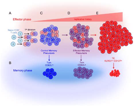 Explain Key Differences Between Central and Effector Memory T Cells