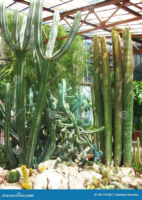 Photo of exotic cactus stock photo. Image of plant, high - 38174768