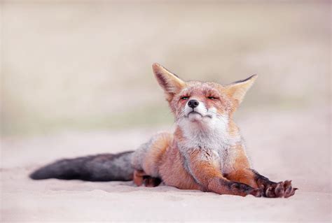 Lazy Fox Series - One Lazy Fox Photograph by Roeselien Raimond - Fine ...