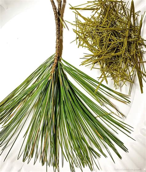 Pine Needle Tea Fresh Ponderosa Pine Needles 4 Ounces - Etsy