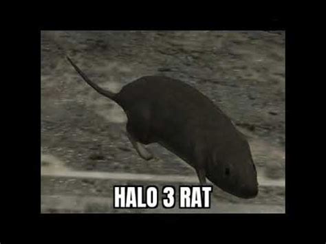 halo 3 rat | Halo 3 Rat | Know Your Meme