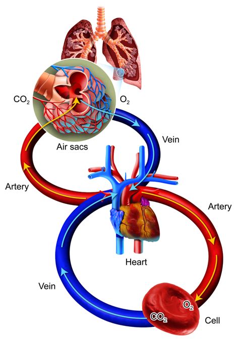 Oxygen, Carbon Dioxide, and Energy | CK-12 Foundation | Teaching ...