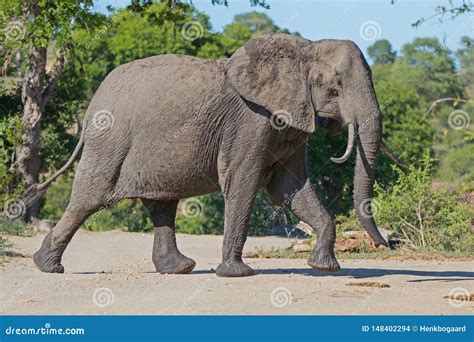 Elephant in Kruger National Park Stock Photo - Image of safari, play: 148402294
