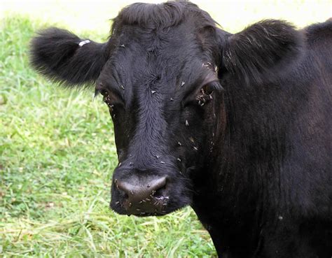 Dexter Cattle For Sale - Foggy Bottom Farms