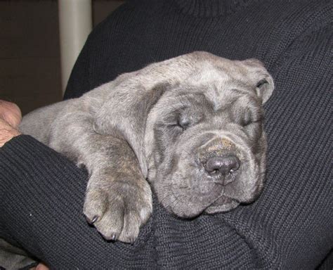 Cane Corso Italiano Puppy/Grey Brindle/Augusto | Cane corso, Puppies, Dogs