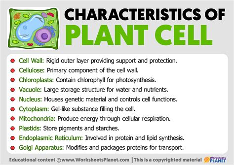 Characteristics of the Plant Cell