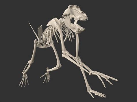 Baboon Skeleton 3D model | CGTrader