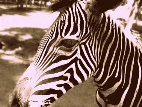 Zebra. Picture taken at the Lazy 5 Ranch. Lazy, Ranch, Zebra, Friends ...