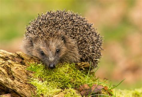 5 Egel soorten die in Europa voorkomen - Dierenfun