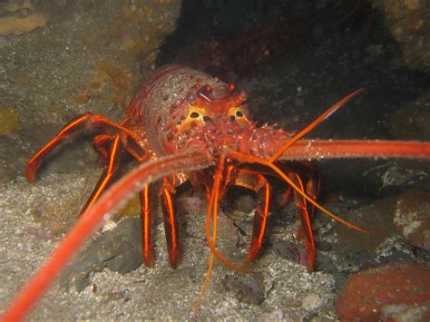 File:California spiny lobster.JPG - Wikimedia Commons