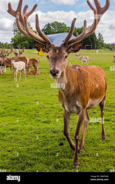 Deer with big horns on the green field Stock Photo - Alamy