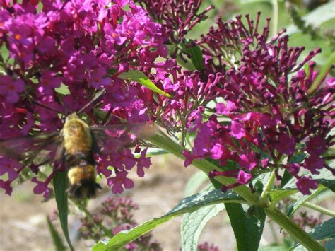 Butterfly Bush Prop | Butterfly bush, Propagating plants, Bush