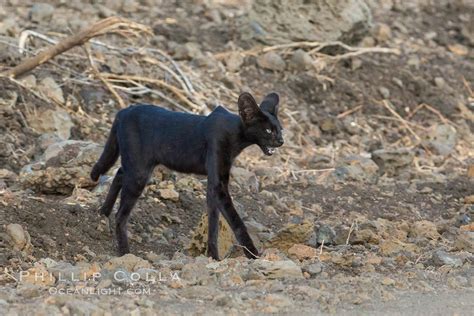 Serval cat, melanistic variation, Meru National Park, Kenya, Leptailurus serval photo