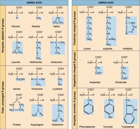 Amino Acids — Overview & Structure - Expii