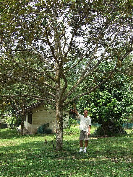 CALDEIRÃO DE PLANTAS MEDICINAIS: Durian: a fruta com o sabor e odor mais sinistro do planeta