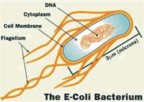 Structure of E. coli Source:... | Download Scientific Diagram