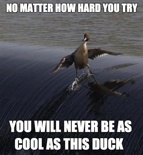 35 Duck Memes That Will Make You Quack All Day Funny Animal Jokes, Cute ...