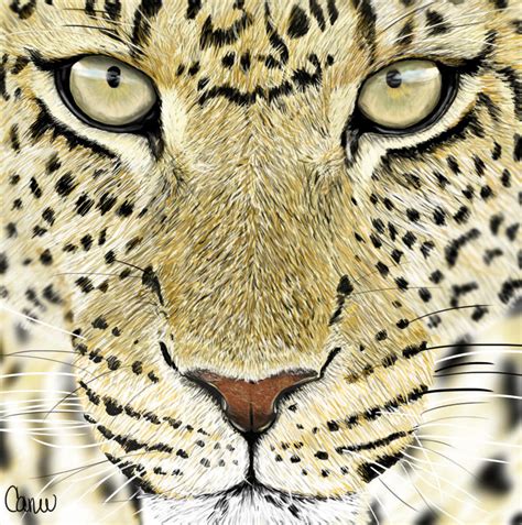 Leopard eyes by carin531 on DeviantArt