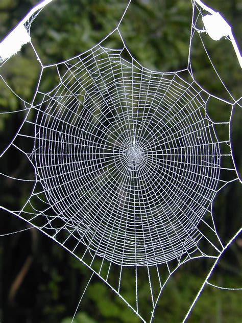 Spider web showing approximate radial symmetryA normal web of the orb weaving spider A. bifurca ...