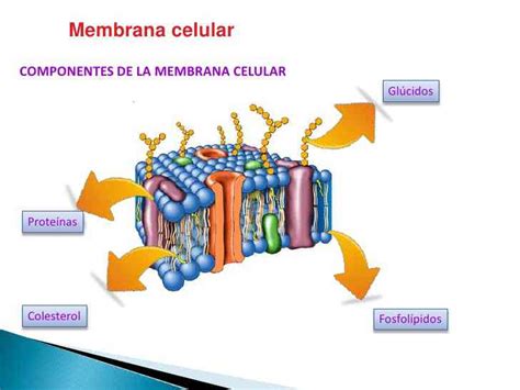 Partes de la membrana celular