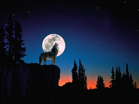 10 Best Wolf Howling At The Moon Wallpaper FULL HD 1080p For PC ...