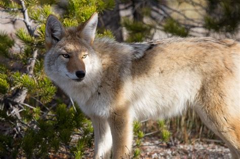 Coyote Mating Season - AAAC Wildlife Removal