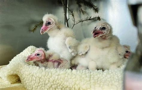 Patient of the Week: Six Baby Barn Owls Rescued After Being Orphaned ...