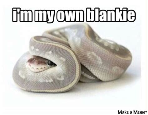 Cute snake, Snek meme, Cute reptiles