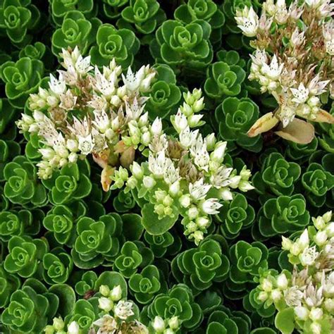 Sedum spurium album | Avant Gardens