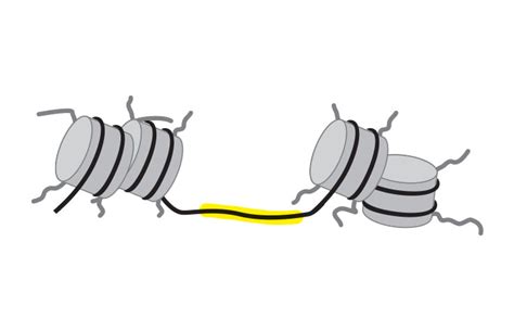 ATAC-Seq Analysis of Chromatin Accessibility