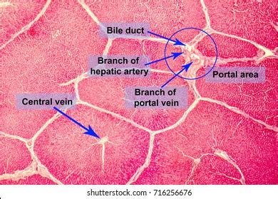 Hepatic Lobule Photos and Images | Shutterstock