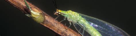 Bug of the Day: Green Lacewing - UF/IFAS Entomology and Nematology ...