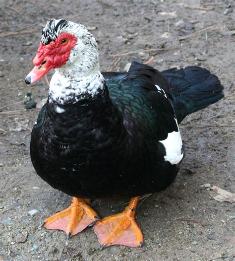 Sana pets: Muscovy Duck | Muscovy duck, Duck breeds, Duck and ducklings