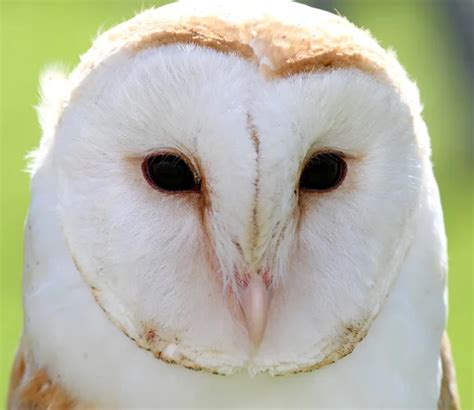 white barn owl with two dark eyes on backlight - Stock Image - Everypixel