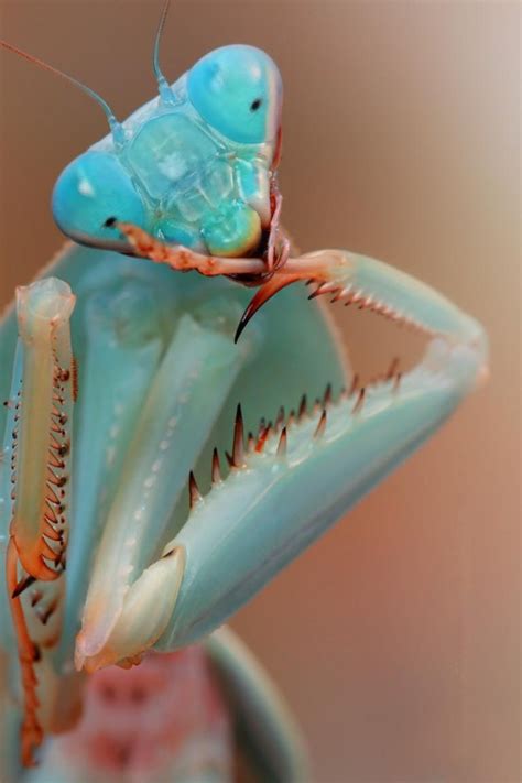 Blue Orchid Mantis Hymenopus coronatus - Photorator