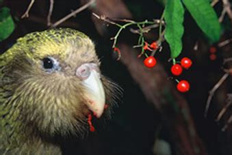 Diet - The New Zealand Kakapo