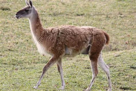 Guanaco - The Animal Facts - Appearance, Diet, Behavior, Habitat