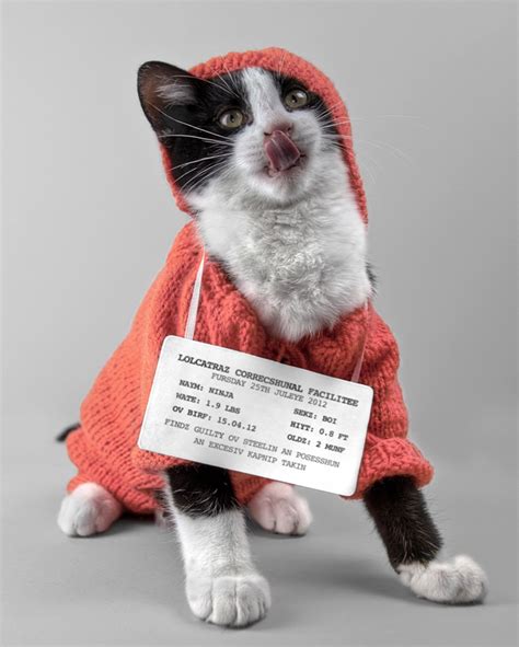 LOLcat: Teh Exhibishun, A Group Art Show Focusing on LOLcats