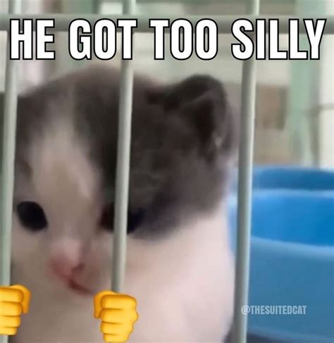 Silly creature – Funny Cat Memes | Silly cats, Funny cat memes, Cat memes