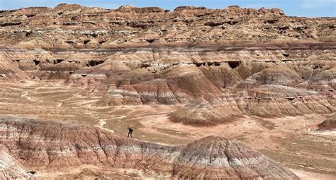 Tracking Fossils to Follow Utah's Past Climate During the Eocene | Natural History Museum of Utah