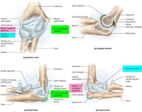 Ligaments - Thumb, Shoulder, Elbow, Hip, Knee and Ankle Ligaments