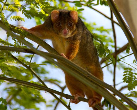 Common Ringtail Possum - Facts, Diet, Habitat & Pictures on Animalia.bio | Australia animals ...