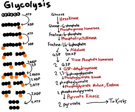 Glycolysis Worksheet Enzymes