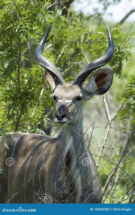 Kudu Antelope in Africa stock photo. Image of face, bovinae - 13264040